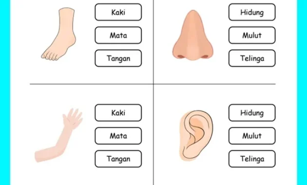 Worksheet Anak Seri Mengenal Tubuh Worksheet Anak Seri Mengenal Anggota Tubuh